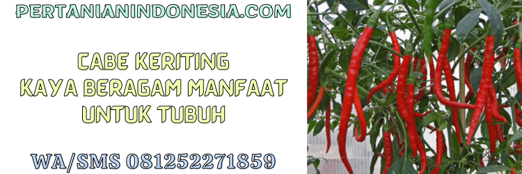 cabe,keriting,cabe keriting,cabai,cabai keriting,pertanian indonesia